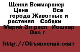 Щенки Веймаранер › Цена ­ 40 000 - Все города Животные и растения » Собаки   . Марий Эл респ.,Йошкар-Ола г.